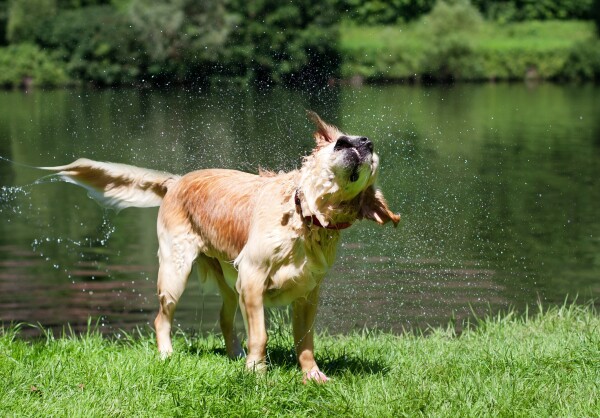 2B 4.2 recreatie hond