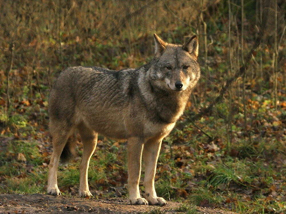 VVD wil wolf preventief op afstand houden