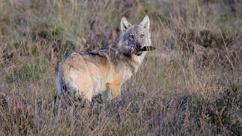 Hoe verder met de wolf in Gelderland?